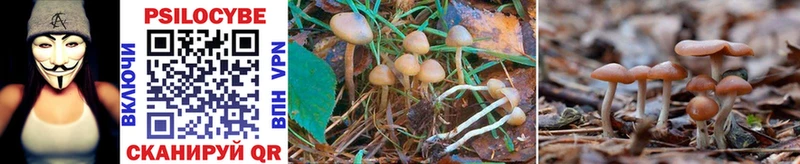 Купить  Елизово  Псилоцибиновые грибы GOLDEN TEACHER 